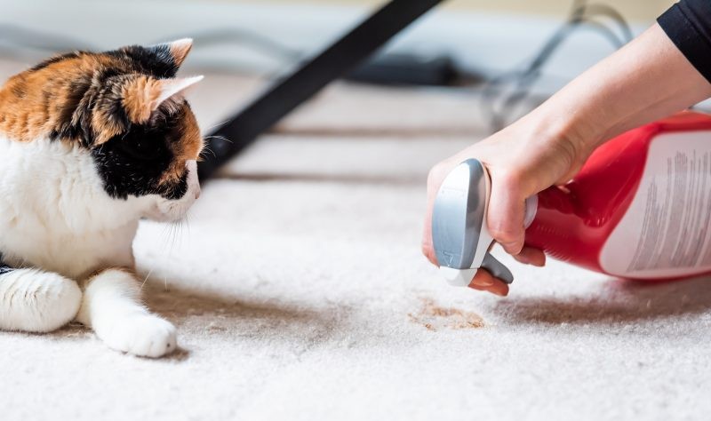 cropped picture of a person removing pet stains from a carpet