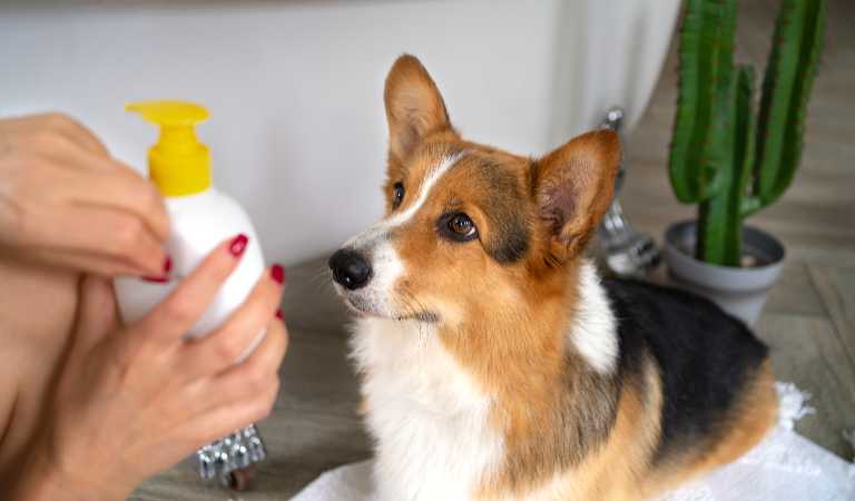 Woman is showing a white bottle with yellow cap to her pet dog.