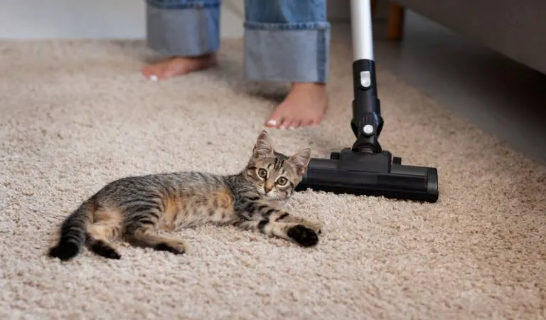 Pet cat making owner suffering from allergy