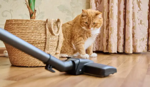 Cleaning house with vacuum cleaner vacuum cleaner brush with pet red ginger cat cleaning purity housework dust animal fluff allergy concept