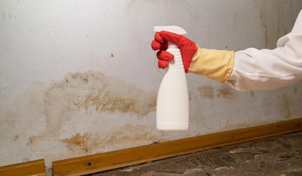 Human found mold on wall in your residential building after renovation and removing it